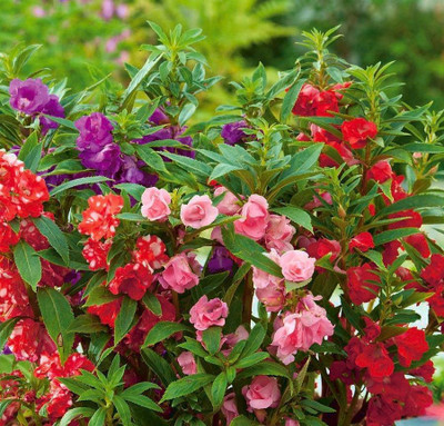 N.G.M. AGROCARE Balsam Double Mixed Seed(50 per packet)