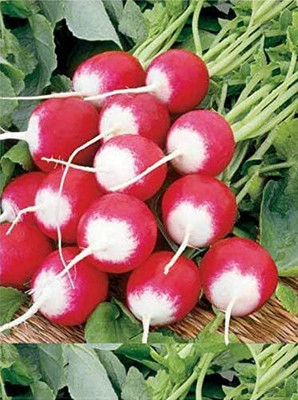 Qualtivate GBPT-9A Sparkler White Tip Radish Red 25 Days Seed(300 per packet)