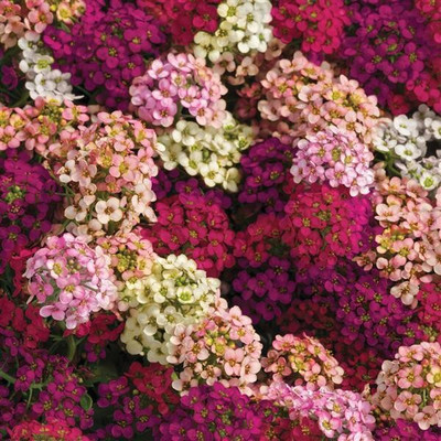 Quentova Bonnet Mixture Alyssum-GBPUT Seed(30 per packet)