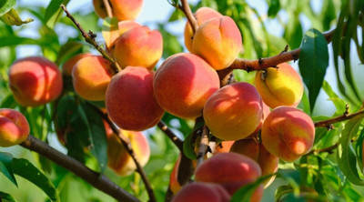 Aywal Peach Fruit Seeds For Home Gardening Seed(5 per packet)