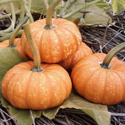 BDSresolve Orange Pumkin seeds PACK OF 19 Seed(19 per packet)