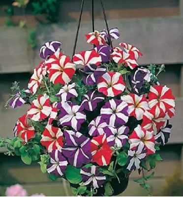 wequality Hybrid petunia double mix flower seed,petunia double mix flower seeds garden Seed(170 per packet)