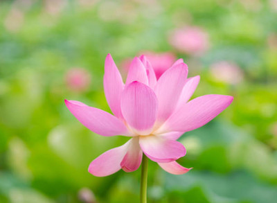 HERBIVORES lotus,kamal gatta Seed(11 per packet)