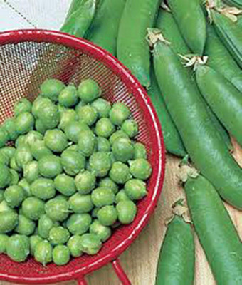 Qualtivate PUA-1A Pea Seed, Thomas Laxton Seed(200 per packet)