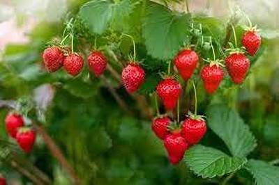 Aywal Strawberry Fruit Seed(80 per packet)