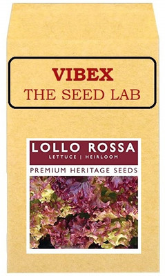 CYBEXIS Lolla Rossa Lettuce Hybrid Seeds4000 Seeds Seed(4000 per packet)
