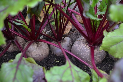 Pbevergreen Small beetroot seeds Pack of 46 Seed(46 per packet)