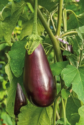 KNESSiN Open-Pollinated Eggplant- Black Beauty Brinjal ( Seeds) Seed(5000 per packet)