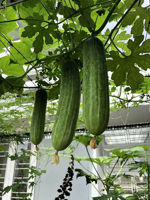 Avysa Cucumber Seeds | Non-GMO-CuC_354 Seed(80 per packet)