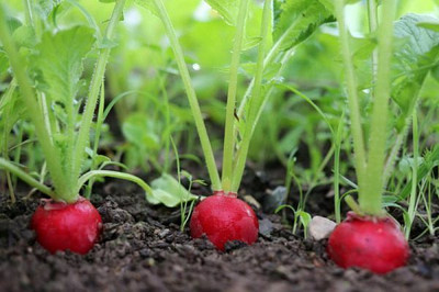 XOLDA Radish Red Round Seed(44 per packet)