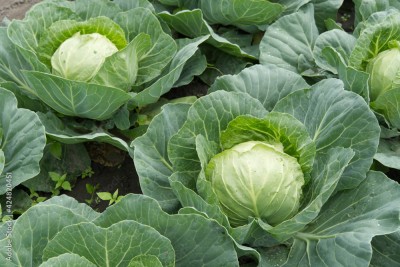 Arshiayat Hybrid F1 Variety Cabbage Seeds, Patta Gobhi Vegetable Seeds for Home Garden Seed(125 per packet)
