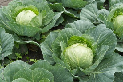 Arshiayat Hybrid F1 Variety Cabbage Seeds, Patta Gobhi Vegetable Seeds for Home Garden Seed(75 per packet)