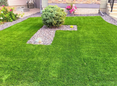 Dbbrothers lawn grass seeds for cold region Pack of 11399 Seed(11399 per packet)