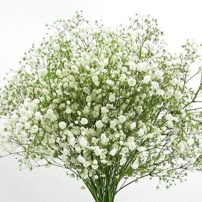 Aywal Gypsophila Plant Seeds F1 Hybrid Flower seeds Winter flower Seed(40 per packet)