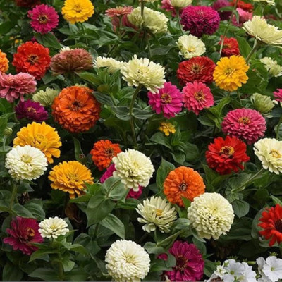 BSARKAR Mix variety of zinia flower seed Seed(30 per packet)