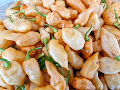 Biosnyg Open-Pollinated Naga Salmon Chilli Seeds for Home Gardening-(2000 Seeds) Seed(2000 per packet)