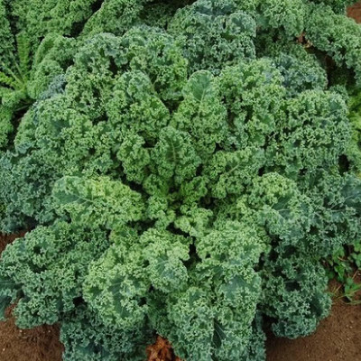 WILLVINE VNR -V Dwarf Siberian Kale Seeds [50g] Seed(15000 per packet)