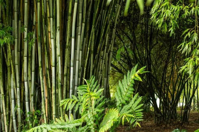 BDSresolve bamboo seeds for fencing/bamboo seeds 97 Seed(97 per packet)