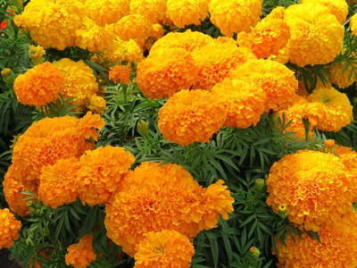 Click to buy marigold/gende ka phool flower seeds Seed(75 per packet)