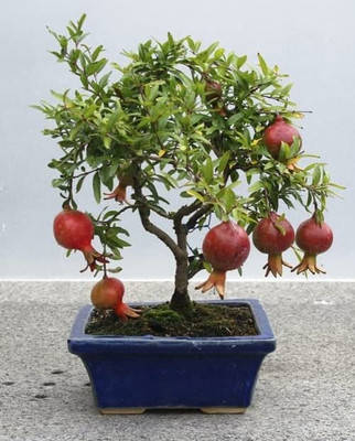Aywal Pomegranate Anar Red Bhagwa Seed(30 per packet)