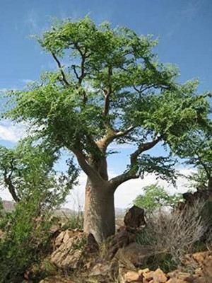 CYBEXIS VVI-21 - Moringa - Oleifera Drumstick - (1350 Seeds) Seed(1350 per packet)