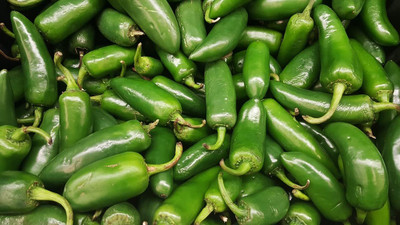 WILLVINE GOI -XIII Hybrid Pepper Jalapeno Pickled Chilli[10gm, 2000 Seeds] Seed(2000 per packet)