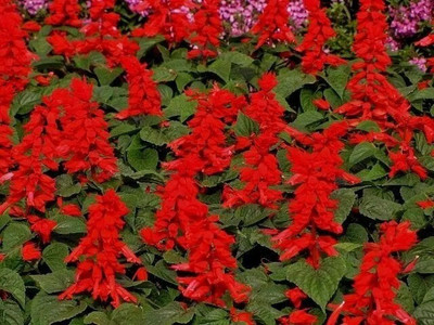 Quentova Salvia Splendens-HQL-4C Seed(100 per packet)