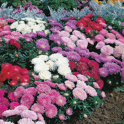 M-Tech Gardens Aster Seed(30 per packet)