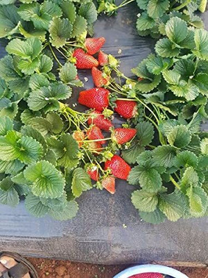 Aywal Strawberry, Strawberries Seed(85 per packet)
