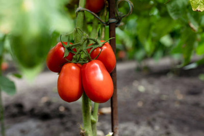 NATURAL LIVE tomato Seed(90 per packet)