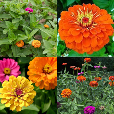 ibains Zinnia dwarf flower seeds 20 Seed(20 per packet)