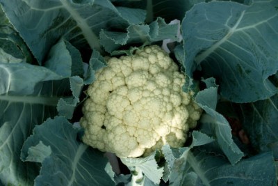 Shree Ganesh white cauliflower,gobhee seeds Seed(30 per packet)