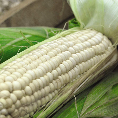 CYBEXIS High Germination White Corn Seeds2000 Seeds Seed(2000 per packet)
