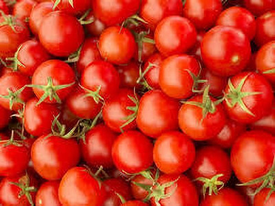 XOLDAA hybrid f1 quality tomato seeds Seed(65 per packet)