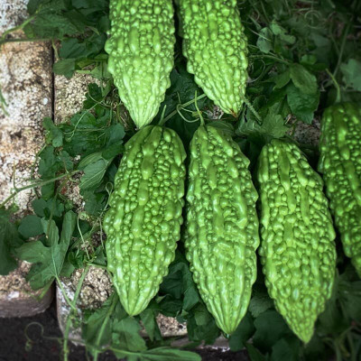 Pbevergreen Hybrid Bitter gourd Seeds 87 Seed(87 per packet)