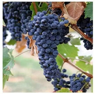 Aro Grapes Fruit, Black Grapes Seed(67 per packet)