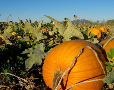 the green dotcom Chennai sweet hybrid pumpkin seeds for home plant Seed(20 per packet)