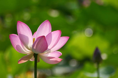 dvk lotus,kamal gatta Seed(14 per packet)
