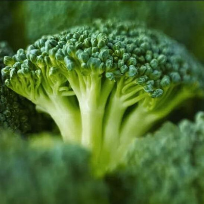 WILLVINE PUAS -XII Broccoli Green Sprouting Seeds [25g] Seed(7500 per packet)