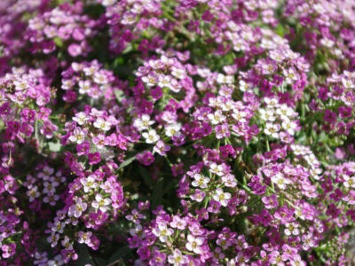 Avysa Purple-sweet-alyssum Seed(50 per packet)