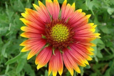SEEDSSIDE Gaillardia Pulchella Seed(20 per packet)