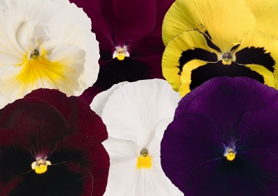 Aywal Pansy Butterfly Beautiful Flower Seeds In Different Colors F1 Hybrid Seed(10 per packet)