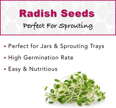 VibeX LX-13 - Radish Sprouting - (750 Seeds) Seed(750 per packet)