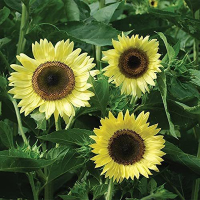 VibeX ® RXI-287 Lemon Queen Sunflower Seeds Seed(200 per packet)