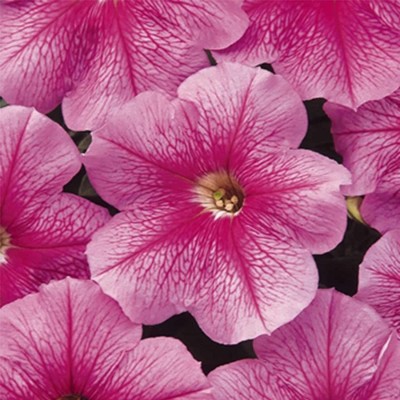 CYBEXIS GUA-83 - Petunia - Madness Series Flower Garden - Sheer Pink Blooms (180 Seeds) Seed(180 per packet)