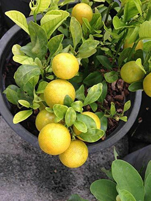 Decon Lemon Seed(10 per packet)