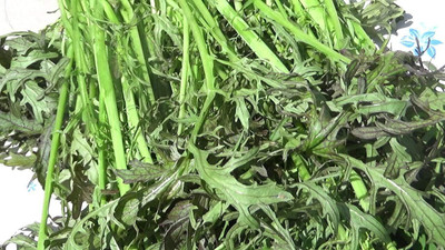 Qualtivate HUA-6A Mizuna Mix Lettuce Salad Seed(300 per packet)