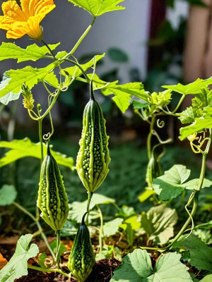 PETALFLEUR Bitter Gourd seed Seed(50 per packet)