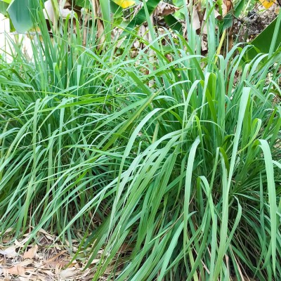 VibeX NBIR-8 - Caribbean fever grass/Lemon Grass - (750 Seeds) Seed(750 per packet)