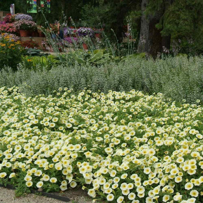 VibeX VVI-38 - Spreading Petunia Yellow Flower - (60 Seeds) Seed(60 per packet)